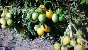 #ТоматсортЗолотыеяйца Томат. Сорт Золотые яйца.