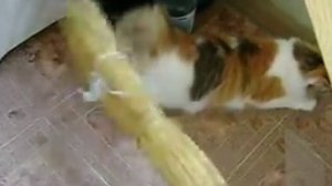 как удовлетворить кошку
