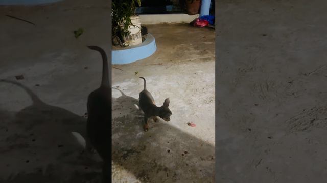 Ash's adorable tail-chasing marathon – cuteness overload! 🐾 #PuppyLove #TailChasingFun #chihuahua смотреть онлайн