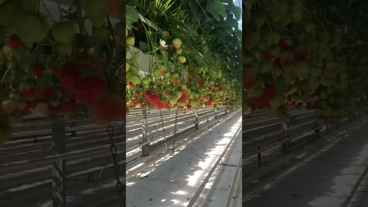 100.000 кг за сезон с гектара. Нидерланды. #клубника #земляника #ягоды #земляникасадовая смотреть онлайн