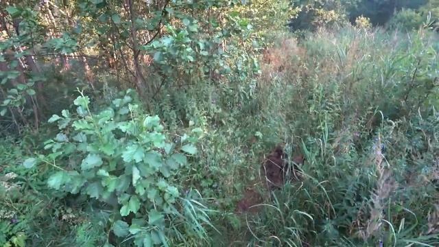 ОГРОМНЫЙ СБРОС БОЛОТНЫХ ТРАКОВ!В ЭТОМ ЛЕСУ НЕ БЫЛО НОГИ КОПАТЕЛЯ! ТАСКАЮ МЕТАЛЛ НА СПИНЕ! смотреть онлайн