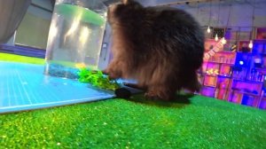 Енот ХАЙП RIP?