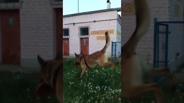 #бельгийскаяовчарка #malinois #jump #puppydog #дрессировка #trending