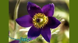 Красная книга Псковской области