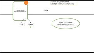 Гуанилатциклазная система