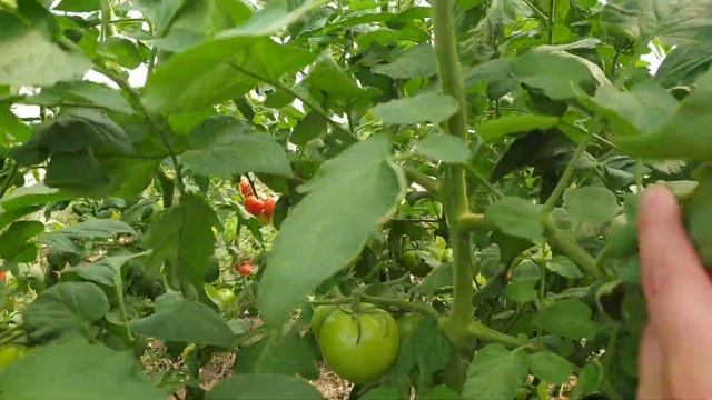 ТЛ 18304 Розовый томат в осеннем обороте. смотреть онлайн