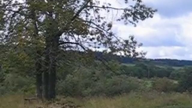 11) Устьянский район, Архангельская область