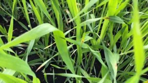 Сетчатый гельминтоспориоз ячменя?