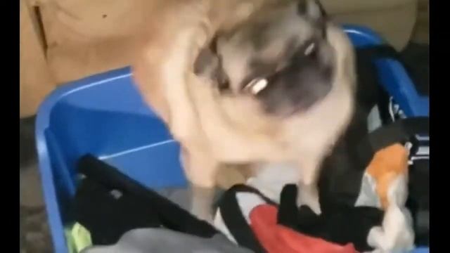 ТАНЕЦ МОПСА ПОДХОДИТ ПОД ЛЮБУЮ ПЕСНЮ!! смотреть онлайн