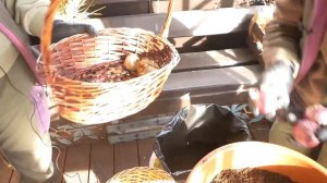 Сажаем луковичные в зиму методом "лазанья"