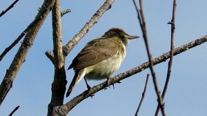 Певчие птицы - зеленая Пересмешка, Icterine Warbler Song
