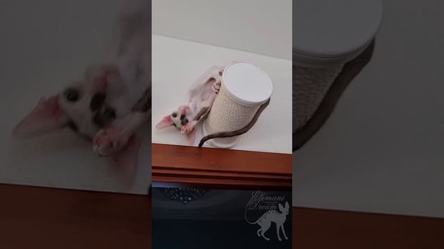 Обезьянистые такие Корниши