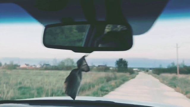 Спасение Собаки Муси и ее 7 щенков. смотреть онлайн