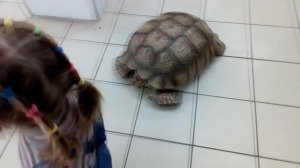 Покатай меня большая черепаха