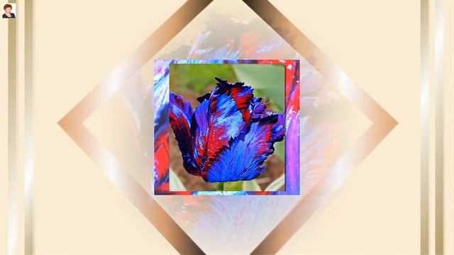 В БУТОНЕ ТЮЛЬПАНА ЗАЛОЖЕНО СЧАСТЬЕ (Tulips, Tulip, Tulipa) смотреть онлайн