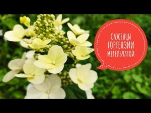 Вырастил саженцы гортензии метельчатой за 1 месяц. Гортензия метельчатая уход размножение черенками.
