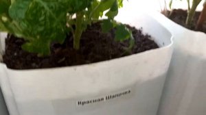 Огород на балконе: какой сорт томатов-черри лучше