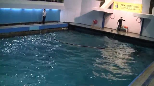 Выступление дельфинов (часть 1) смотреть онлайн
