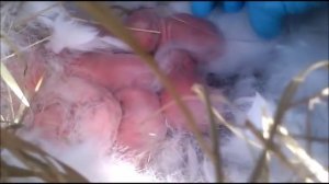 Кролиководство Моменты из личного опыта как вырастить больших крольчат