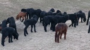 гиссарский овцы Таджикистан 2022 годы