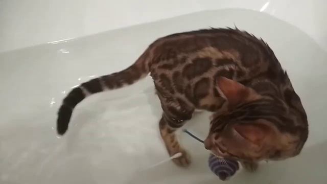 Симба пробует принимать ванну смотреть онлайн