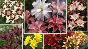 Растения для кислой почвы. Что хорошо растет и красиво цветет на кислых грунтах.