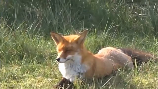 Фауна Казахстана. Лиса/Fauna of Kazakhstan. A fox