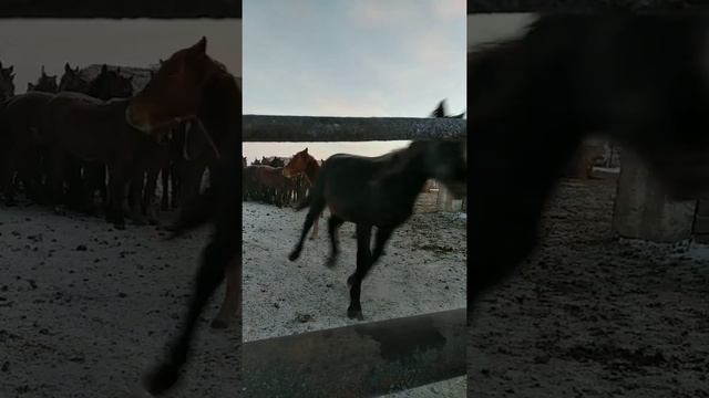 Голопом в 2019!!! Жалгыскан 01.01.2019!!! смотреть онлайн