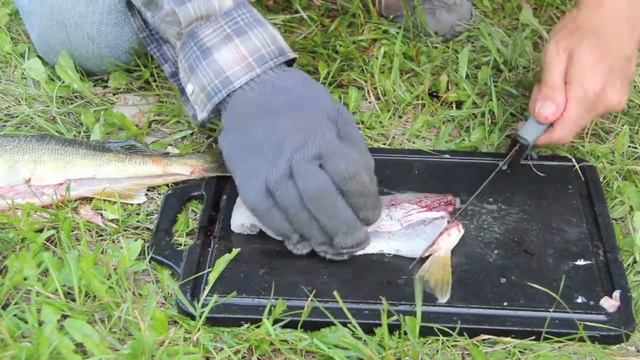 How to clean or fillet a walleye in less than 2 minutes смотреть онлайн