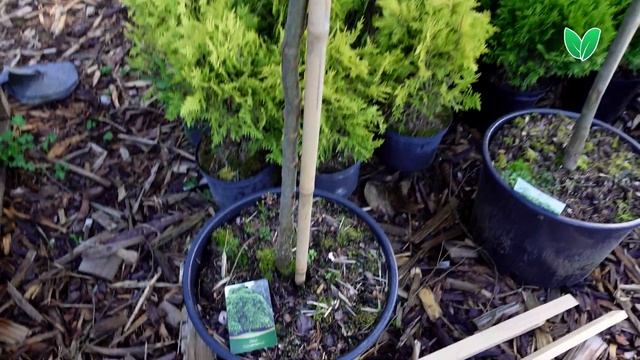 Вяз шершавый Кампердауни «Ulmus Camperdownii», Зелёный Сад