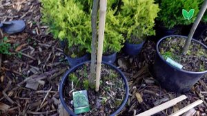 Вяз шершавый Кампердауни «Ulmus Camperdownii», Зелёный Сад