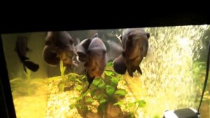 Мой аквариум,  350 литров