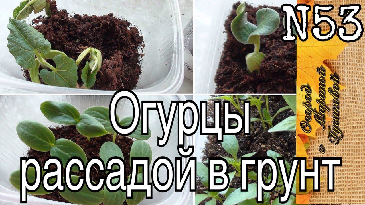 КОКОСОВЫЙ СУБСТРАТ для рассады ОГУРЦОВ. Посев огурцов в кокосовый субстрат
