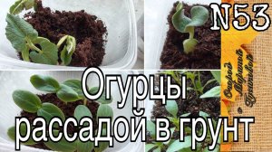 КОКОСОВЫЙ СУБСТРАТ для рассады ОГУРЦОВ. Посев огурцов в кокосовый субстрат