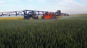 Инсектицидная обработка озимой пшеницы сорт Алексеич