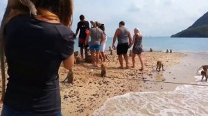 Остров обезьян. Мonkey island