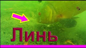 ЛИНЬ. Lín. Рыбалка.поплавок. Fishing Поклевка ЛИНЯ на поплавочную удочку с подводными съемками