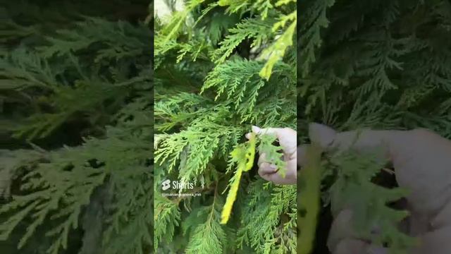 Обработка и подкормка #хвойные #кипарис #марияниконова #всевсад (1)