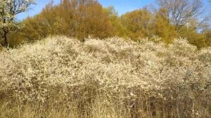 Как цветет лесной тёрн. ( Терен укр. терничка, тернослив ) Весна 2020. Карантин.