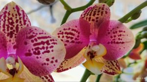 ТРИ ДОЛГОЦВЕТУЩИЕ ОРХИДЕИ С ШИКАРНЫМ ЦВЕТЕНИЕМ. РАЗВЕНЧИВАЮ МИФЫ О ЖАРЕ И ОРХИДЕЯХ!