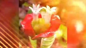 Необычные и редкие растения мира