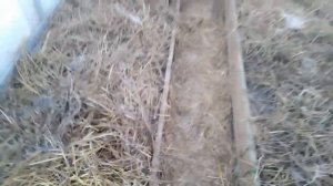 Посадила тюльпанов в кашпо, отправила зимовать в прикоп в теплице. Зимний влог - мои работы сегодня