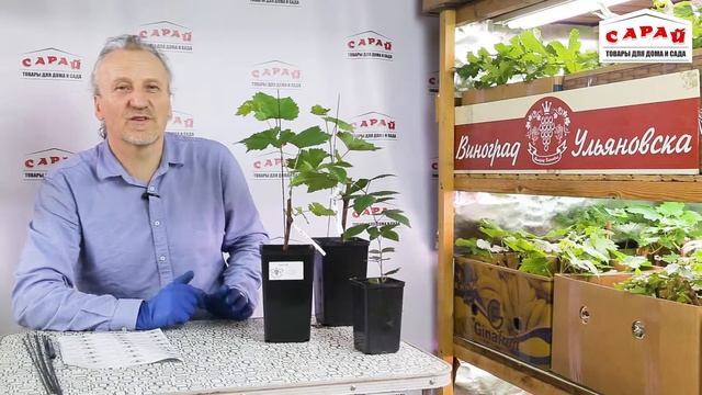 Закалка саженцев винограда перед посадкой в открытый грунт смотреть онлайн