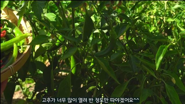 영양간식 7가지 ? 여름 입맛 살려주는 아삭한 고추장아찌,쟁반 비빔국수