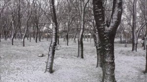 Керчь 12.01.24 снег, ул.Горького, парк.