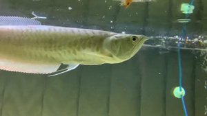 Арована в аквариуме 770 литров