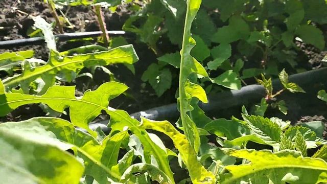 Гербицид по малине отличный результат! смотреть онлайн