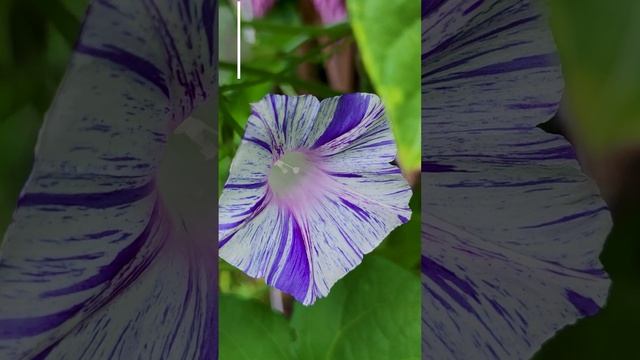 Ипомея Венецианская (Ipomoea).?