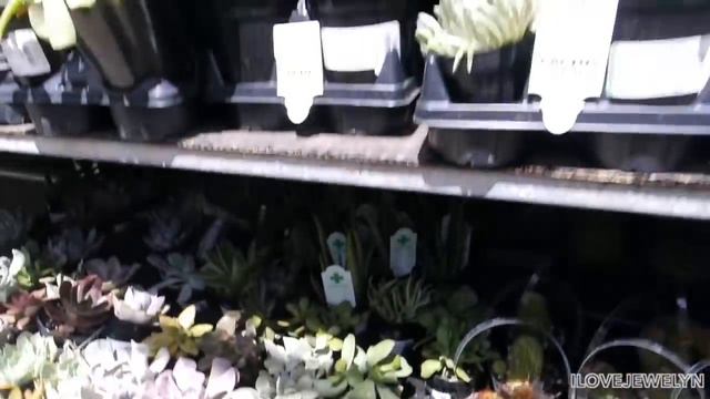 Come with me: Walmart Plant shopping + tour | Poway, California | April 2019 | ILOVEJEWELYN смотреть онлайн