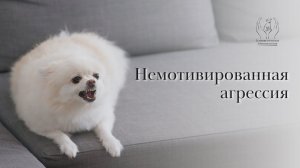 Немотивированная агрессия собак
